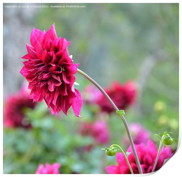 Dahlia flowers with buds Print by Lucas D'Souza