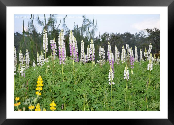 Lupinus flowers, also known as bluebonnet Framed Mounted Print by Lucas D'Souza