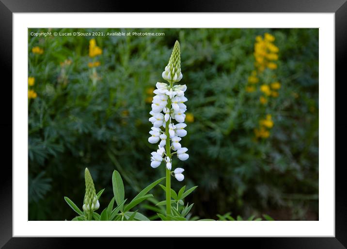 Lupinus flowers, also known as bluebonnet Framed Mounted Print by Lucas D'Souza
