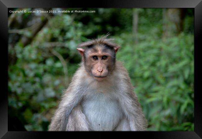 Monkey Framed Print by Lucas D'Souza