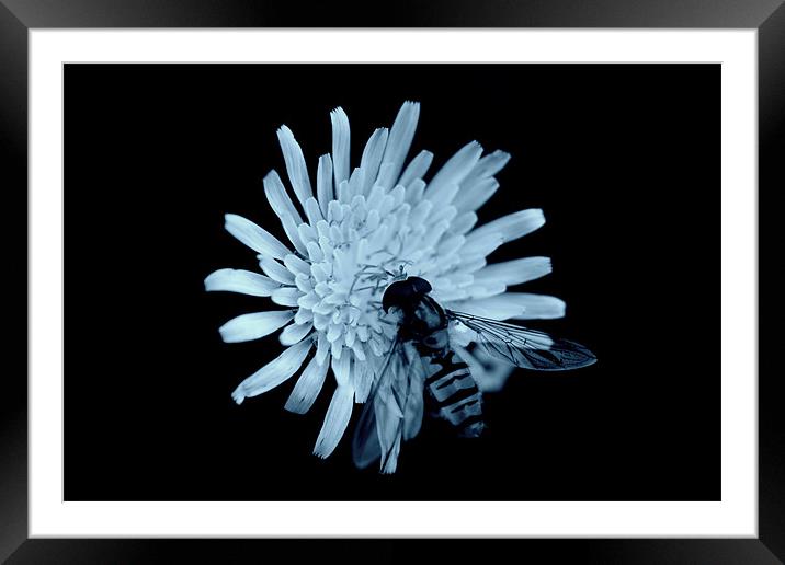 fly and flower Framed Mounted Print by rachael hardie