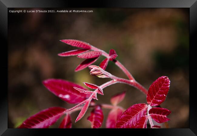 Red tender leaves of a wild plant Framed Print by Lucas D'Souza