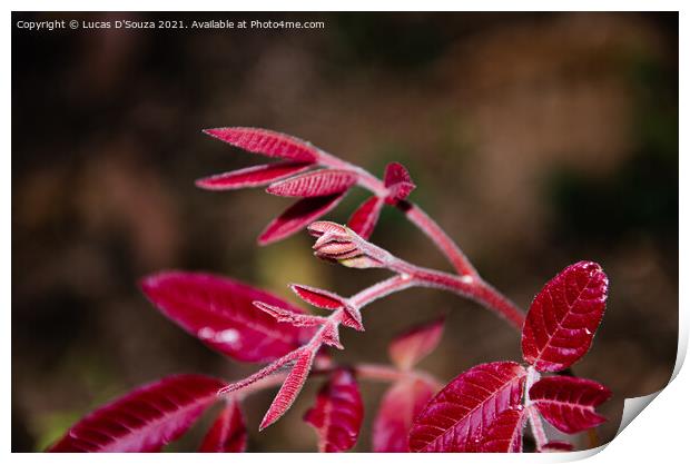 Red tender leaves of a wild plant Print by Lucas D'Souza