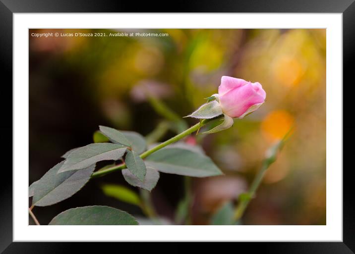 Pink rose with leaves Framed Mounted Print by Lucas D'Souza