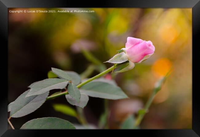 Pink rose with leaves Framed Print by Lucas D'Souza