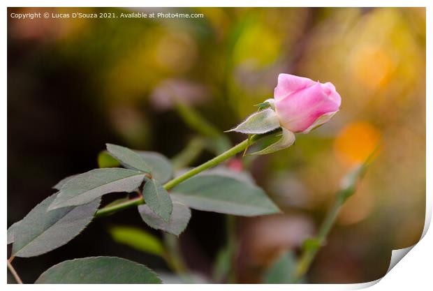 Pink rose with leaves Print by Lucas D'Souza