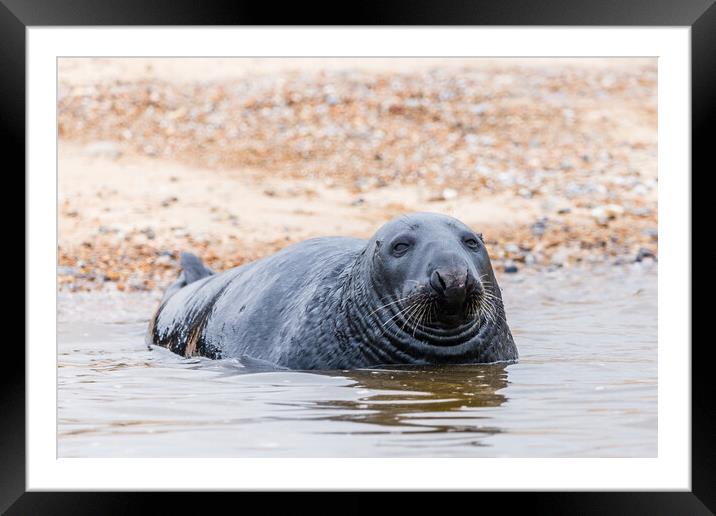Grey Seal laying off Blakeney beach Framed Mounted Print by Jason Wells