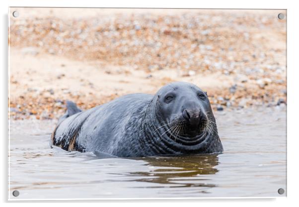 Grey Seal laying off Blakeney beach Acrylic by Jason Wells
