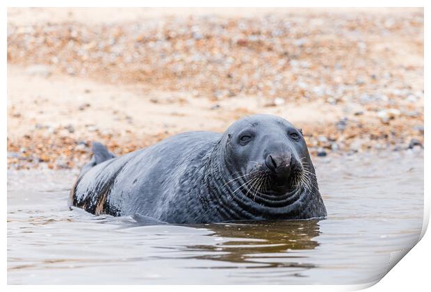 Grey Seal laying off Blakeney beach Print by Jason Wells