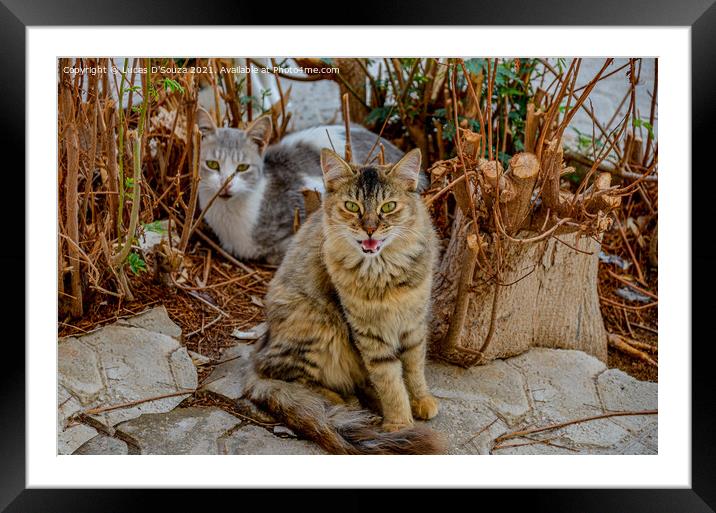 Cats out in the sun Framed Mounted Print by Lucas D'Souza