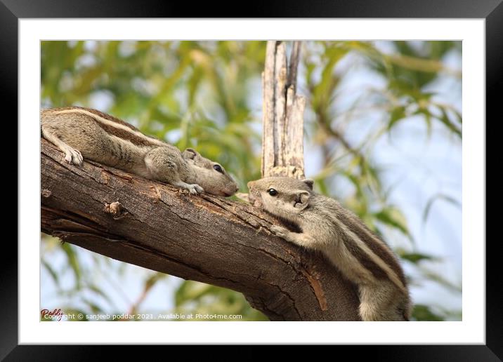 CUTE SQUIRRELS Framed Mounted Print by sanjeeb poddar