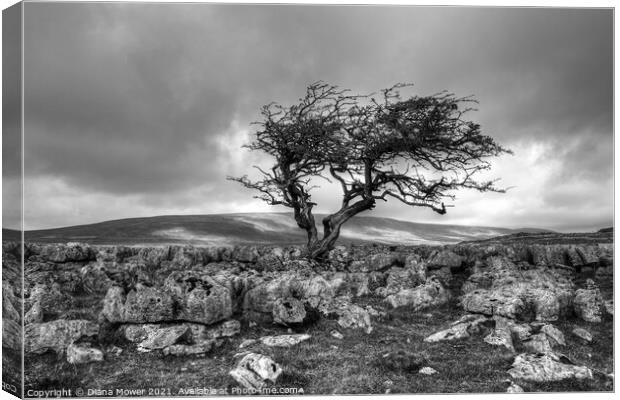 Twistleton Scar Tree Yorkshire Black and white Canvas Print by Diana Mower