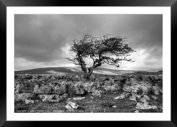 Twistleton Scar Tree Yorkshire Black and white Framed Mounted Print by Diana Mower