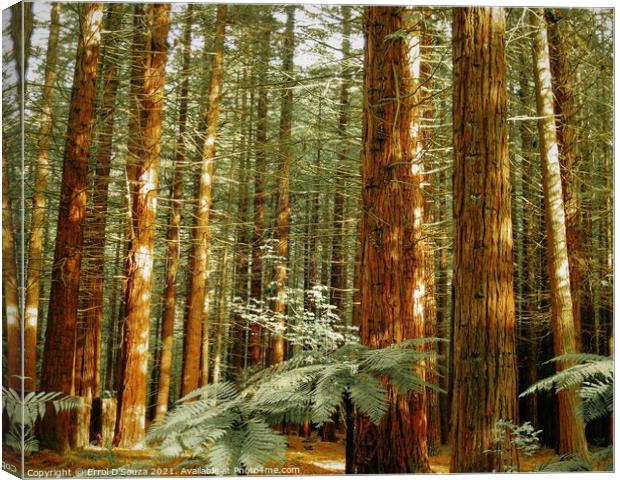The Redwoods - Whakarewarewa Forest  Canvas Print by Errol D'Souza
