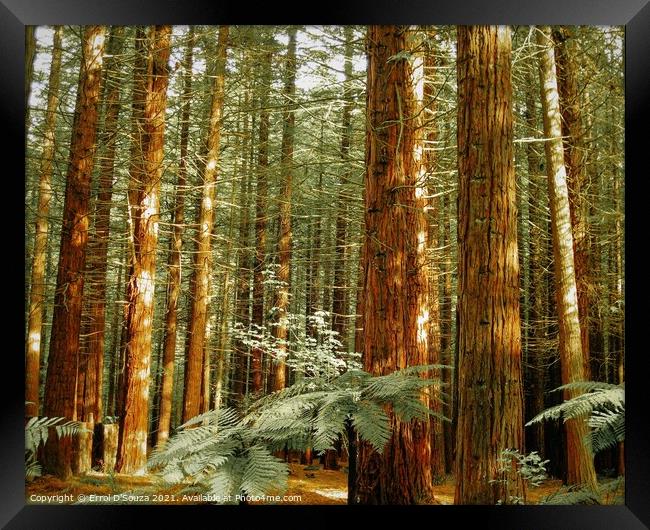 The Redwoods - Whakarewarewa Forest  Framed Print by Errol D'Souza
