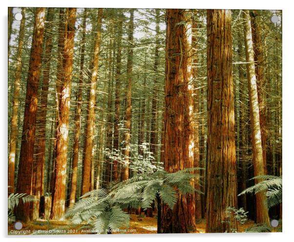 The Redwoods - Whakarewarewa Forest  Acrylic by Errol D'Souza
