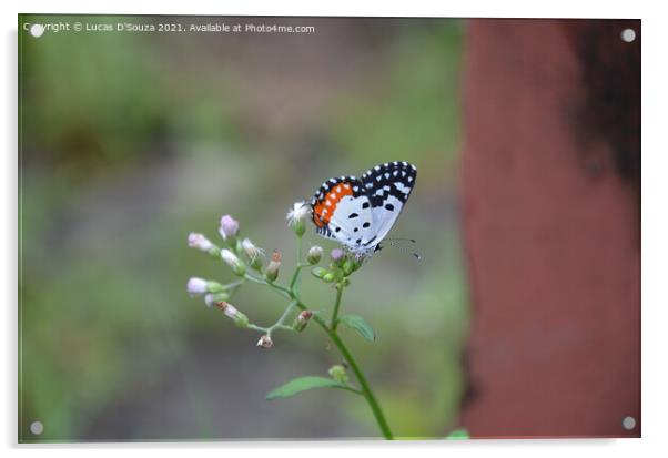 Butterfly sitting a wild flower Acrylic by Lucas D'Souza