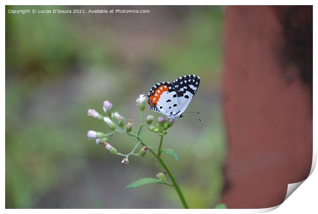Butterfly sitting a wild flower Print by Lucas D'Souza