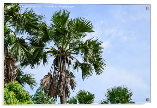 Palmyra fruit palms Acrylic by Lucas D'Souza