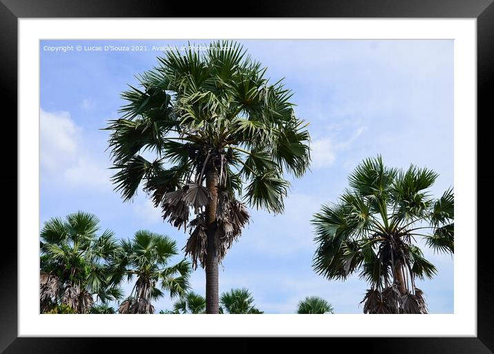 Palmyra fruit palms Framed Mounted Print by Lucas D'Souza