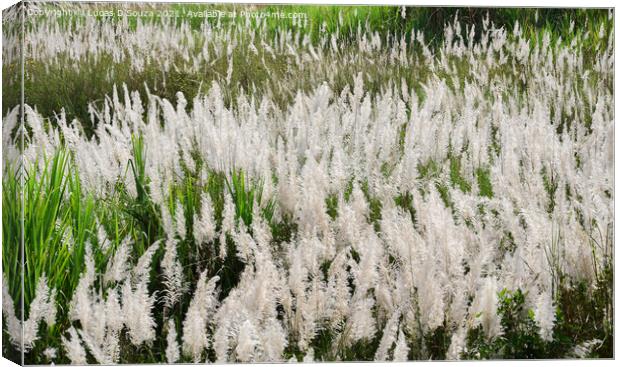 Featherlike white flowers of grass Canvas Print by Lucas D'Souza