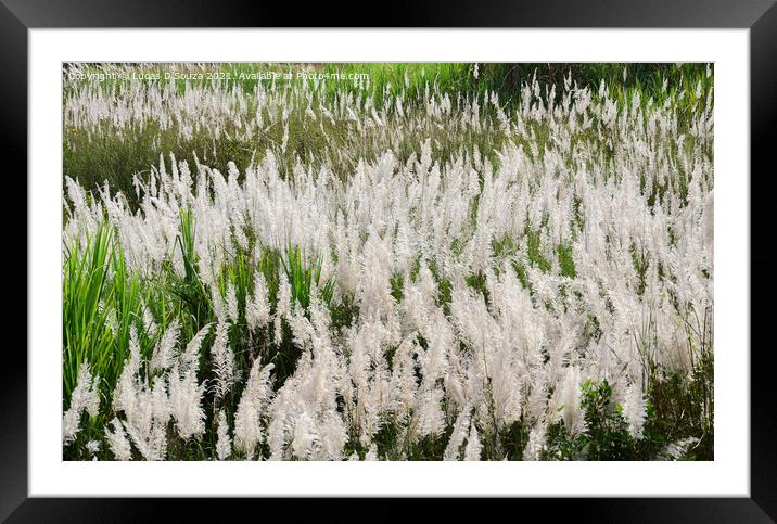 Featherlike white flowers of grass Framed Mounted Print by Lucas D'Souza