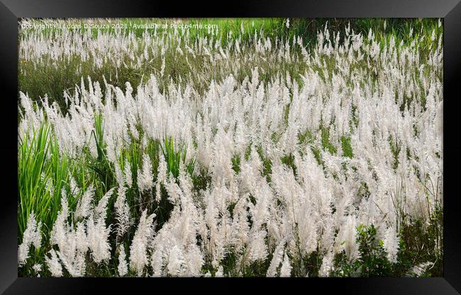 Featherlike white flowers of grass Framed Print by Lucas D'Souza