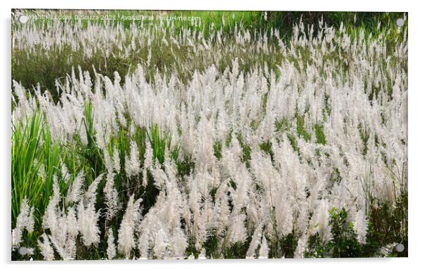 Featherlike white flowers of grass Acrylic by Lucas D'Souza