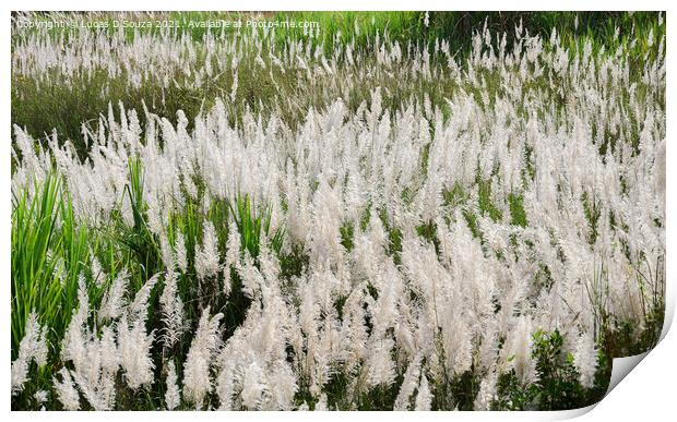 Featherlike white flowers of grass Print by Lucas D'Souza