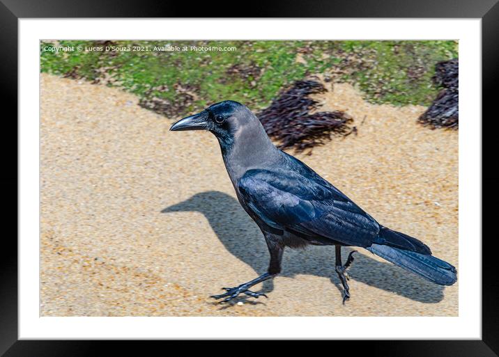 House crow Framed Mounted Print by Lucas D'Souza