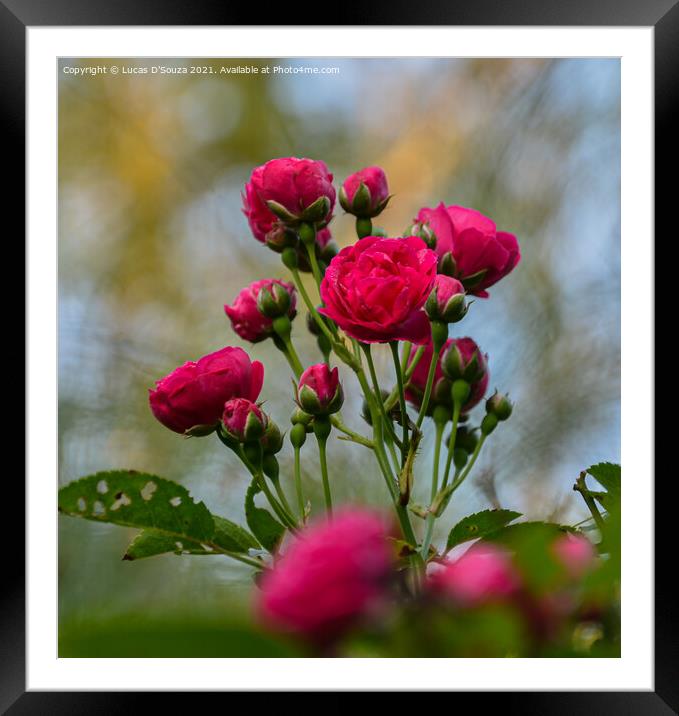 Red Roses Framed Mounted Print by Lucas D'Souza