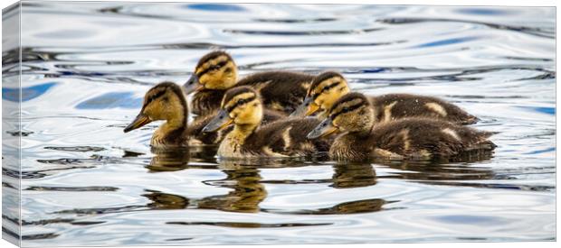 Ducklings on Coniston Water Canvas Print by David Jeffery