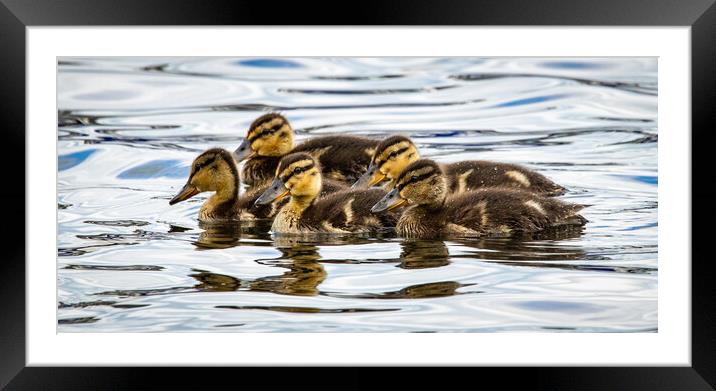 Ducklings on Coniston Water Framed Mounted Print by David Jeffery