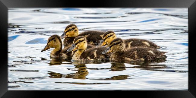 Ducklings on Coniston Water Framed Print by David Jeffery