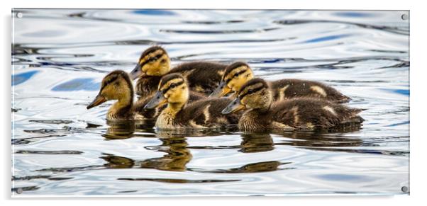 Ducklings on Coniston Water Acrylic by David Jeffery