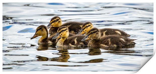 Ducklings on Coniston Water Print by David Jeffery