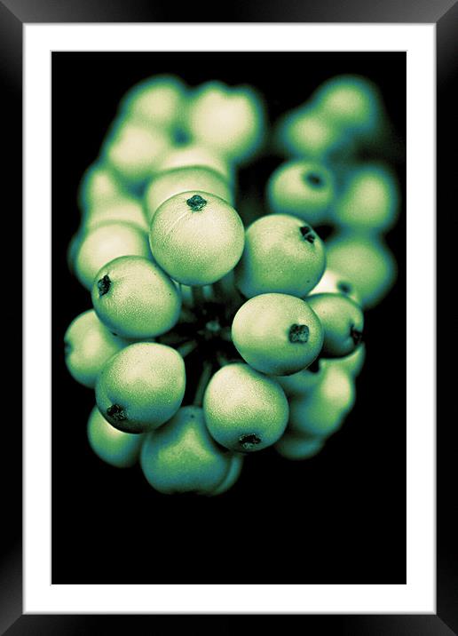 berry glow Framed Mounted Print by rachael hardie