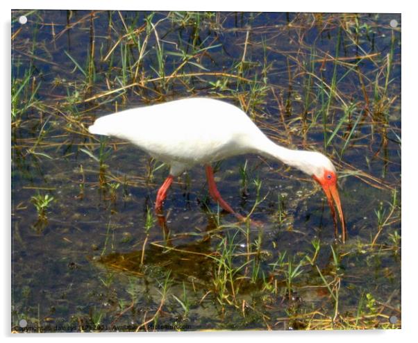 ibis feeding Acrylic by dale rys (LP)