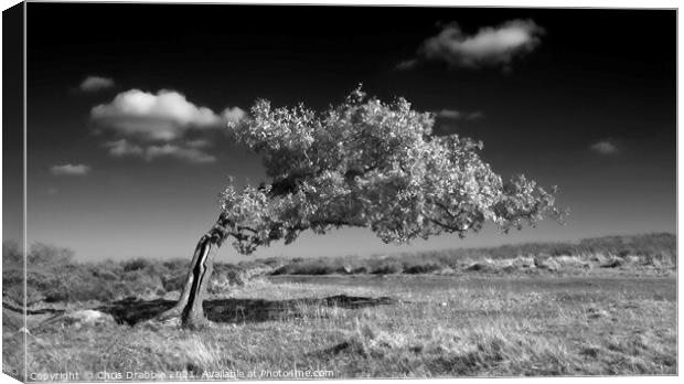 Infrared tree on Stanton Moor Canvas Print by Chris Drabble