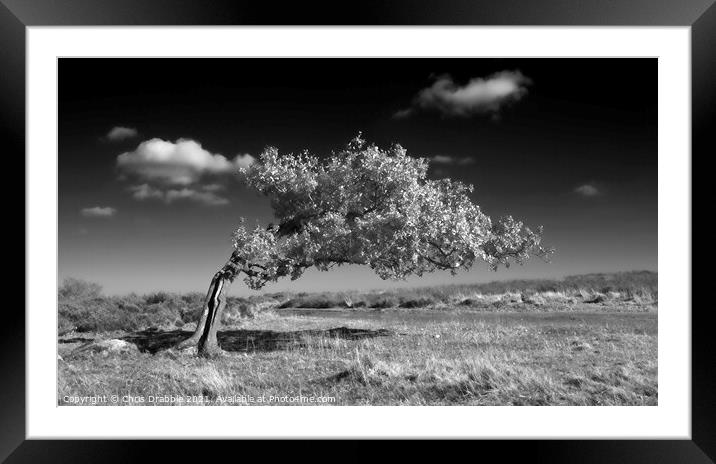 Infrared tree on Stanton Moor Framed Mounted Print by Chris Drabble