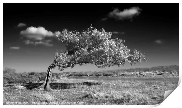 Infrared tree on Stanton Moor Print by Chris Drabble