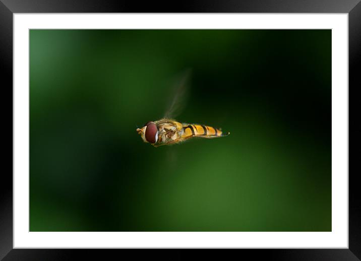 hovering Framed Mounted Print by rachael hardie