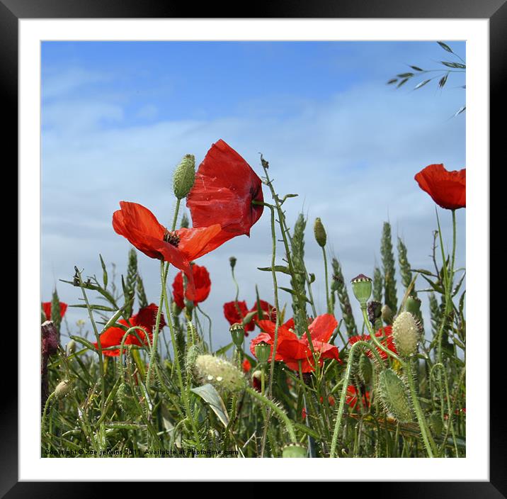 Poppies and Corn Framed Mounted Print by zoe jenkins