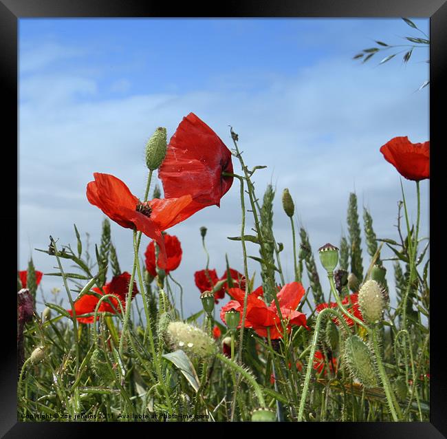 Poppies and Corn Framed Print by zoe jenkins