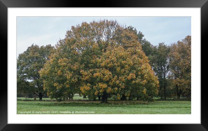 Beech Tree Before Leaves Fall Framed Mounted Print by GJS Photography Artist