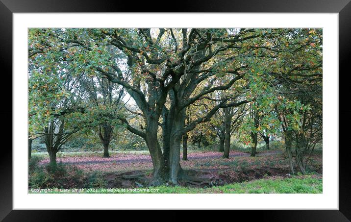 Tree with Colours and Roots Framed Mounted Print by GJS Photography Artist