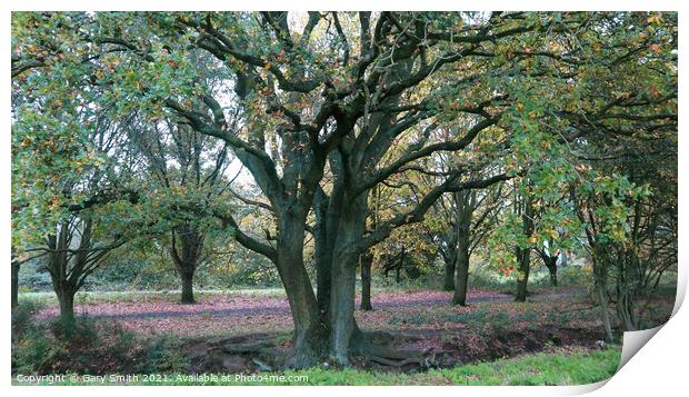 Tree with Colours and Roots Print by GJS Photography Artist