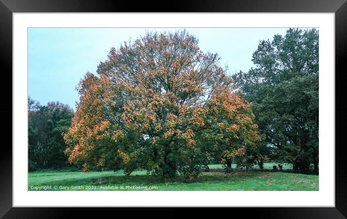 Beech Tree Golden Leaves Ready to Drop Framed Mounted Print by GJS Photography Artist