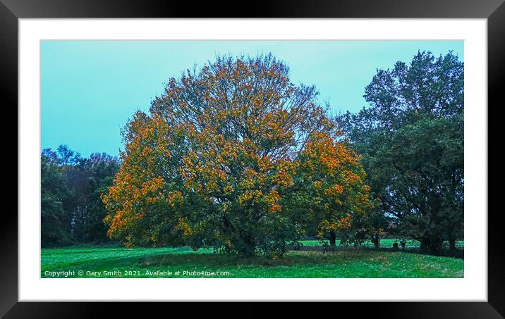 Golden Leaves on Beech Tree Framed Mounted Print by GJS Photography Artist