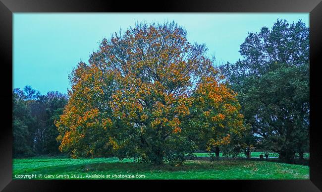 Golden Leaves on Beech Tree Framed Print by GJS Photography Artist